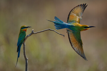 Blue-tailed bee-eater Merops philippinus near passerine bird in Meropidae, widely distributed across South and Southeast Asia, mostly in open habitats close to water. Colorful flying bird
