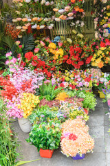 beautiful flowers in a flower shop