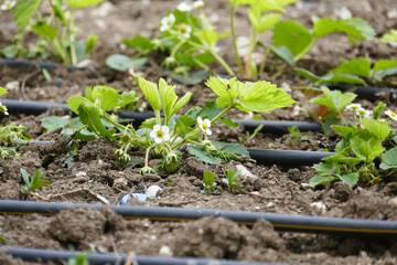 Close-up of strawberry seedlings greening and blooming in spring,
