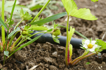 Close-up of vitamin-deficient and diseased strawberry seedlings greening and blooming in spring,