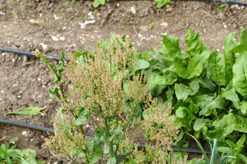 sorrel in the garden, sorrel herb, sorrel plant left to get seeds,