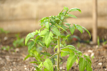 organic tomato cultivation, close-up of tomato plant planted in open field,