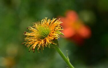 Welkende Blüte einer Roten Nelkenwurz