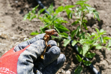 Gryllotalpa beetle, Gryllotalpa beetle, which damages and breaks off vegetable seedlings,