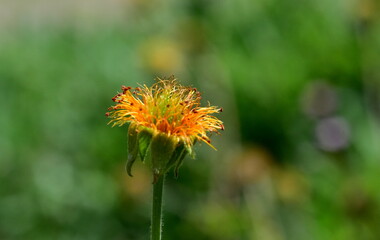 Welkende Blüte einer Roten Nelkenwurz