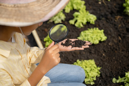 Agricultural studies learning about soil with magnifying glass, Soil analysis in organic farm by young student, Find small insect pests, earthworms, Exploring soil quality in educational garden