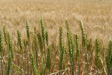 close-up of wheat ears approaching harvest time,