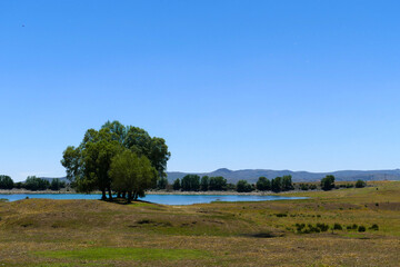 willow trees, one of the tree species of the continental climate, close-up of willow trees,