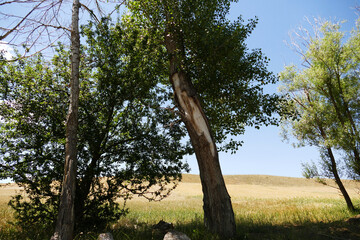 Poplar trees that are neglected and are starting to dry out due to drought