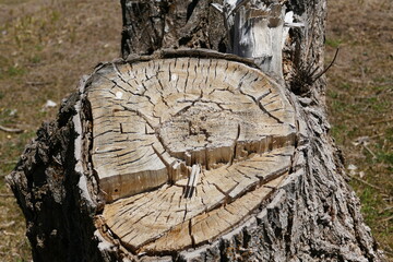 Poplar tree root cut from the bottom with a chainsaw,