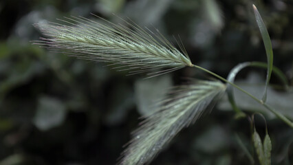 Mouse barley plant with dew drops, for background