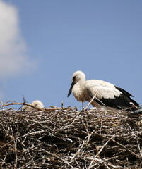Storks return to their nests in spring and raise their young