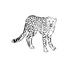 cheetah, vector sketch