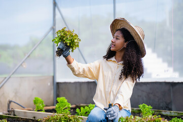 Young girl harvesting lettuce in greenhouse, working in family vegetable garden, enjoying gardening in eco greenhouse, Sustainable farming education for new generation.