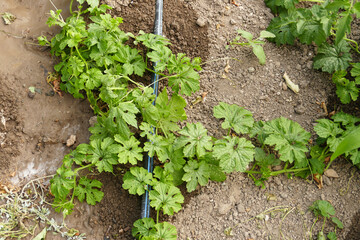 bitter melon plant, close-up shot of bitter melon plant,