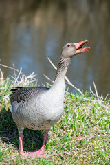 Gray goose with open mouth in the meadow