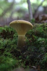 mushroom
