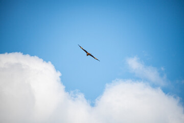 Small falcon in various colours flying in the cloudy blue sky