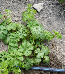medicinal bitter melon plant planted in the garden, close-up of bitter melon plant,
