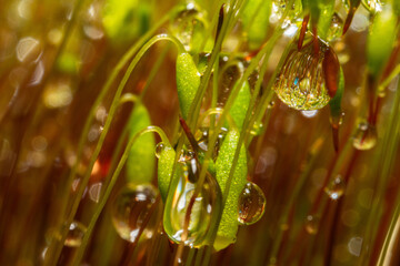 Macro of raindrops on green plants create  a sense of freshness and life