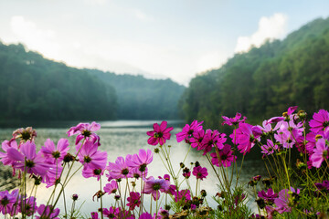 Pink cosmos flowers by peaceful lake, Floral meadow with forest lake view, Colorful spring flowers beside clear lake, Nature retreat with blooming cosmos