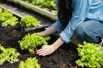 Closeup of hand teenage girl harvesting leafy vegetable, Harvesting fresh lettuce on organic farm, Backyard gardening for eco lifestyle, Green farming with handpicked vegetables