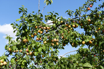 There are bunches of plums on the plum tree whose fruits are ripening,