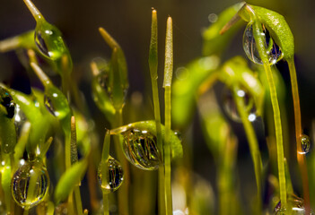 Overall, raindrops on green plants in macro