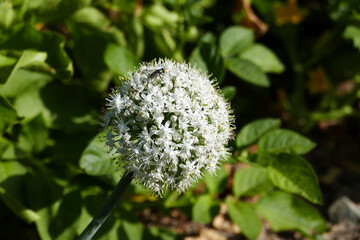 The seeds formed on the tops of aging onions planted in the garden,