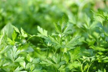 Close-up fresh parsley plant cultivated in the garden