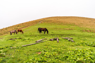 A herd of horses grazing in a meadow. Domestic horses in the mountains. Horses walking against the backdrop of a landscape.