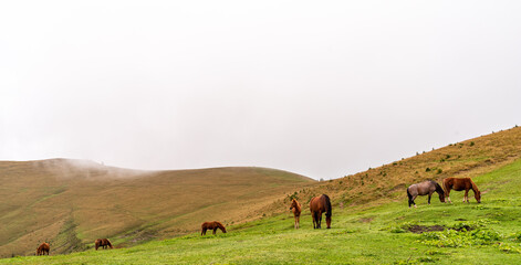 Herd of horses grazing in a mountain meadow.