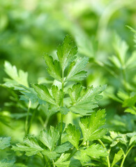 Close-up fresh parsley plant cultivated in the garden