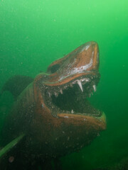 Face-to-Face with the Sunken Steel Beast