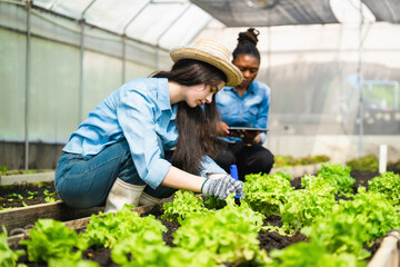 Teenage girl learning to grow vegetables in greenhouse with farmers tending organic lettuce, Diverse women in eco-friendly agriculture, Woman farming greenhouse, Organic lettuce growing.