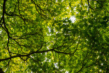 Green leafy canopy with sunlight filtering through the dense branches, creating a vibrant and peaceful natural scene