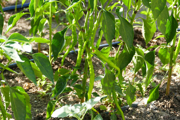 Close-up of peppers forming on natural pepper seedlings planted in the garden,