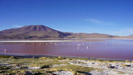 Pelicans wading in the vibrant waters of Bolivia&rsquo;s Red Lagoon, framed by a surreal Andean landscape and mirror-like reflections
