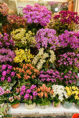 beautiful flowers in a flower shop