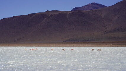 Colorful Bolivian lagoon surrounded by dramatic mountains, salt flats, flamingos, and off-road explorers in the remote altiplano