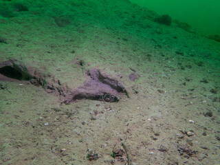 In the Quiet Depths of a Lake, a Crayfish Finds Refuge in a small Underwater Cavern