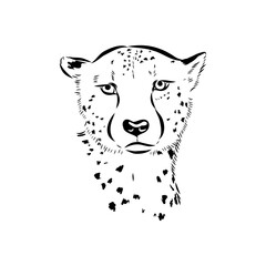 cheetah, vector sketch