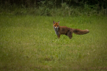 Aufnahme eines Rotfuchse bei der Futtersuche in seinem Habitat.