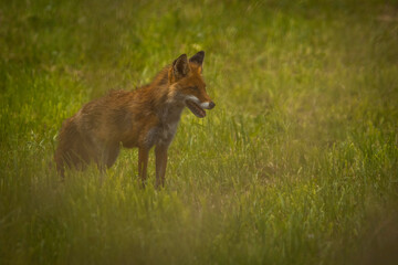 Aufnahme eines Rotfuchse bei der Futtersuche in seinem Habitat.