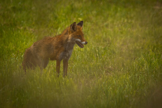 Aufnahme eines Rotfuchse bei der Futtersuche in seinem Habitat.
