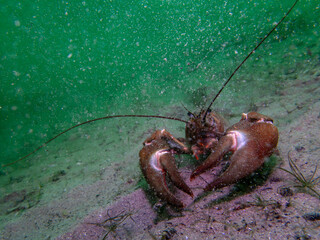 Lone Crayfish Roaming a Murky Freshwater Floor