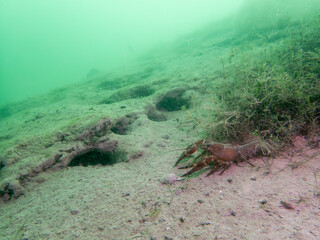 Lone Crayfish Roaming a Murky Freshwater Floor