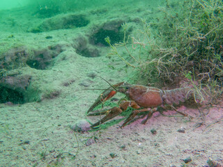 Lone Crayfish Roaming a Murky Freshwater Floor