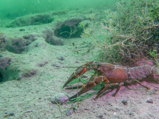 Lone Crayfish Roaming a Murky Freshwater Floor
