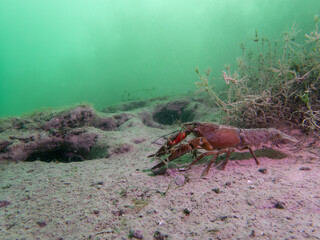 Lone Crayfish Roaming a Murky Freshwater Floor